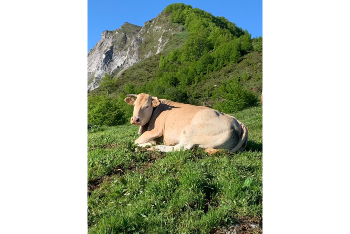 vache